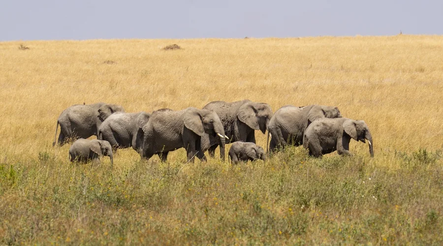 are walking safaris safe and where are they offered